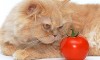 Five Myths About Foods That Are Toxic To Cats