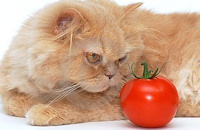 Five Myths About Foods That Are Toxic To Cats